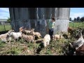 Git Yer Goat Clears Blackberries at Meridian Middle School