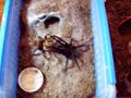 Aphonopelma sp. \"Catemaco\" Mating Attempt 1