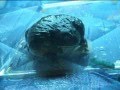 videos de Panzo Eating