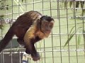 Brown Capuchin Romance