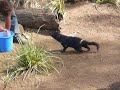 Devil Action - Bonorong Wildlife Park, Tasmania