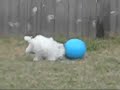 the ball chase the ball chase
