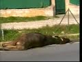 Ruoppolo e la mucca