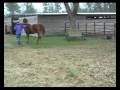 Patches 4 Horses