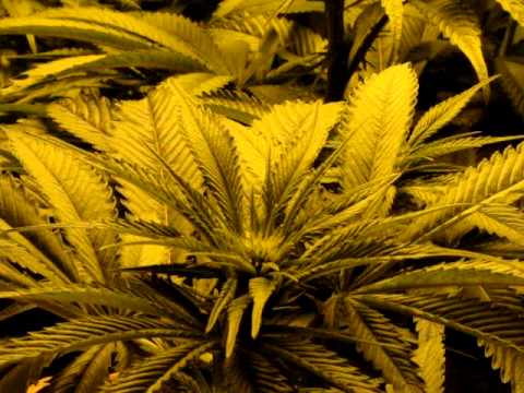 how to grow ak 47 indoors