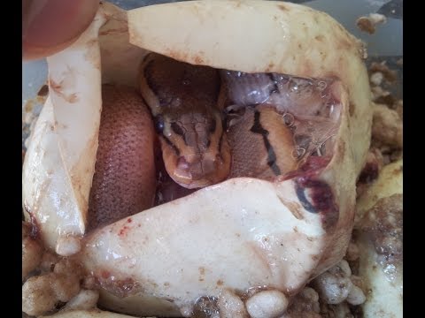YouTube reptile video