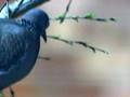 Spotted Turtle Doves