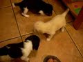 CACHORROS DE BASSET HOUND