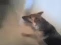 Block 44 - Hund