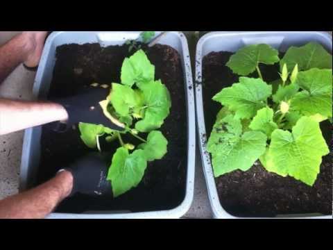 how to transplant a zucchini plant