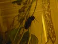Pipevine Swallowtail attaches its safety belt