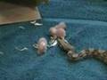videos de Baby Boa Hunting prey
