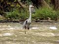 Great Blue Heron 2008 Great Blue Heron 2008