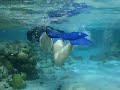 Snorkeling at Caye Caulker Reef