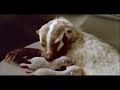 Toyota Super Bowl Commercial - Quiet Interior Badgers