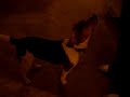 Beagle howls \"Helllllooooo\"