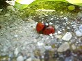 coccinelle pornostar.... coccinelle pornostar....