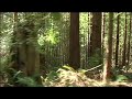 Van Eck Forest Project - Moving through the Forest
