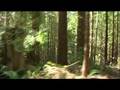 Van Eck Forest Project - Moving through the Forest