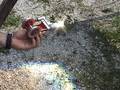 STIRLING ENGINE FRESNEL LENS SOLAR POWER GREEN ENERGY SUN