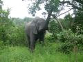 elefante no kruguer