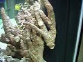Aquarium Set up