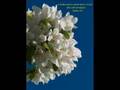 Matt Redman - Blessed Be Your Name