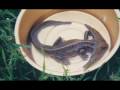 animales raros