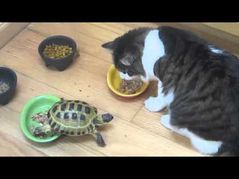 YouTube reptile video