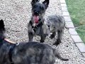Fosters Mambo and Tango Fosters Mambo and Tango