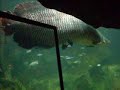 Giant Fish in Sentosa Giant Fish in Sentosa