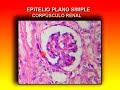 Tejido epitelial Tejido epitelial