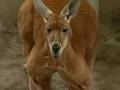 ハッチファミリーお宝映像 須坂市動物園ch