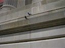 Attack of the Pigeons