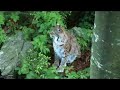 Im Nationalpark Bayerischer Wald läuft derzeit ein spannendes Luchs-Projekt. Durch modernste Satelliten-Navigation und Mobilfunktechnik sollen neue Einblicke in das Zusammenleben der Tiere gewonnen werden. Die Erkenntnisse werden helfen, den Luchs im deutsch-tschechischen Grenzgebiet wieder heimisch zu machen. Zu dem Projekt wurde ein Website eingerichtet 