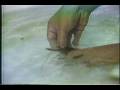 videos de Prawn Fry Production