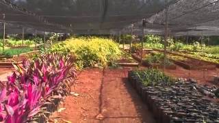 Agricultura urbana en Cuba