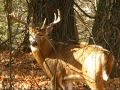 videos de 10-point buck stare-down!