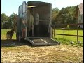 debourrage de Lovely Lady. Lors des debourrages, j'apprends toujours au chevaux a monter dans un van, avec la séparation centrale en place. Ca peut toujours servir.