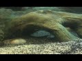 Florida Soft Shell Turtles