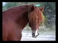 araber berber auf djerba // arab barbs on djerba