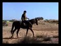 Araber Berber auf Djerba // Arab Barbs on Djerba