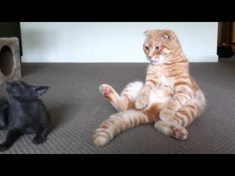 Could this be the real-life Garfield?