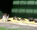 kangaroo healesville sanctuary kangaroo healesville sanctuary