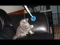 Chaton et chat Lanslo et Millie Chaton et chat Lanslo et Millie