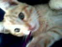 videos de 111408162103