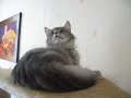 zazou
