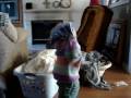 videos de MOV01466