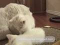Columbus the Kitten is fed and groomed by mom cat