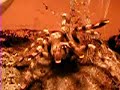 Poecilotheria formosa \"czuje rytm\" Poecilotheria formosa \"czuje rytm\"